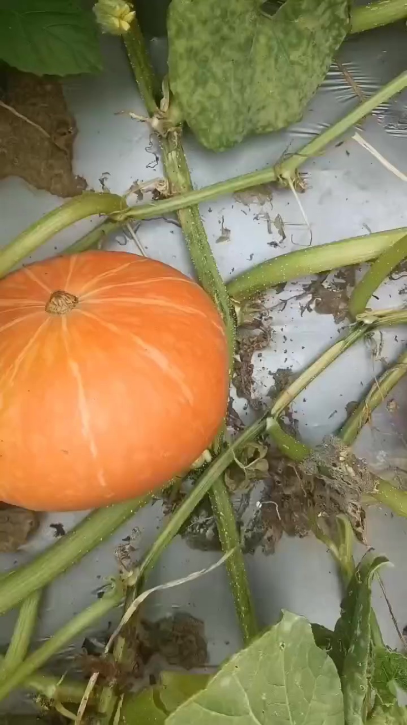 南瓜