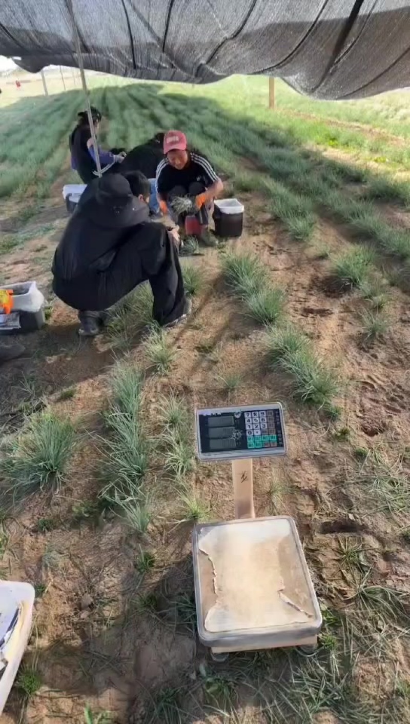 沙葱视频10斤