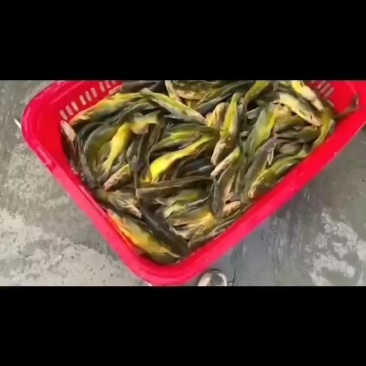 长期全年大量稳定供应各种规格黄颡鱼黄骨鱼货源稳定量大优先