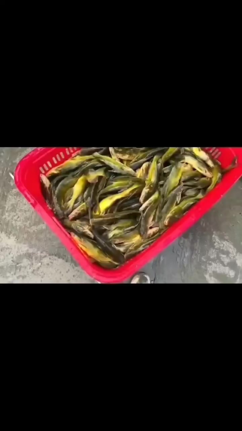 长期全年大量稳定供应各种规格黄颡鱼黄骨鱼货源稳定量大优先
