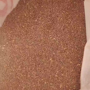 麦瓶草种子