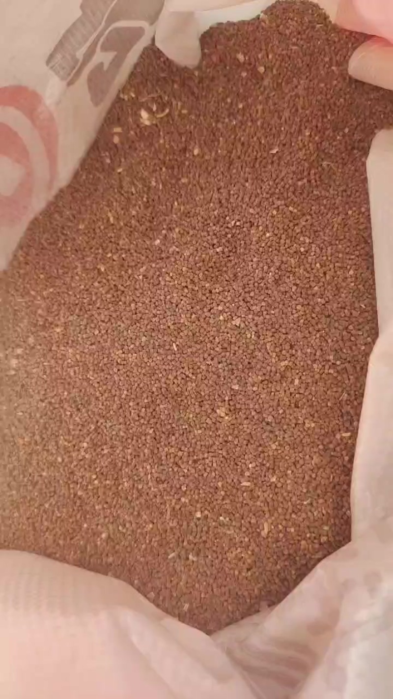 麦瓶草种子