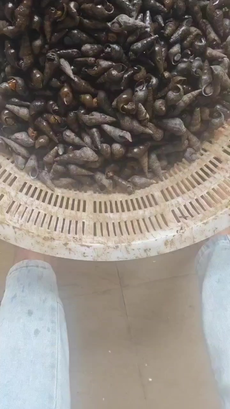 山坑螺