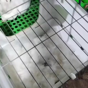 活兔白条兔及农作物销售