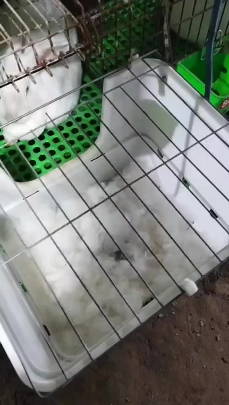 活兔白条兔及农作物销售