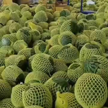 特小凤西瓜