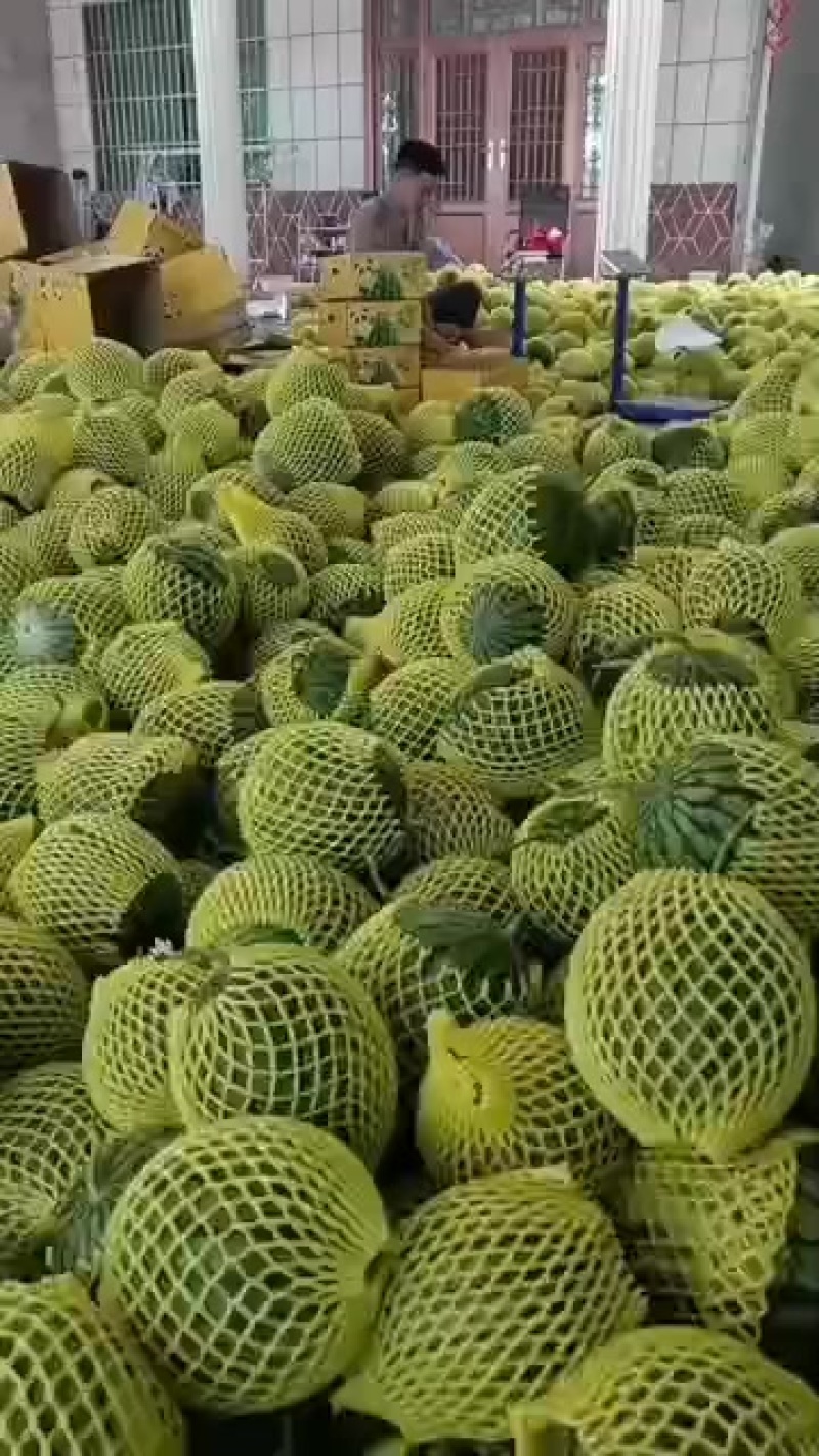 特小凤西瓜
