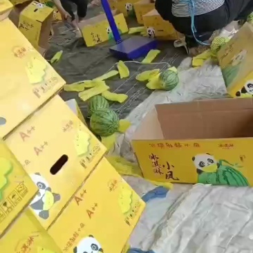 特小凤西瓜