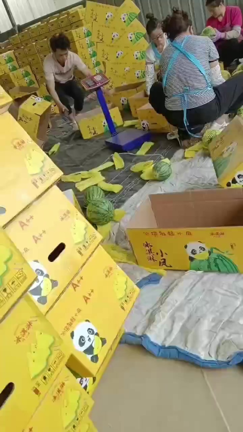 特小凤西瓜