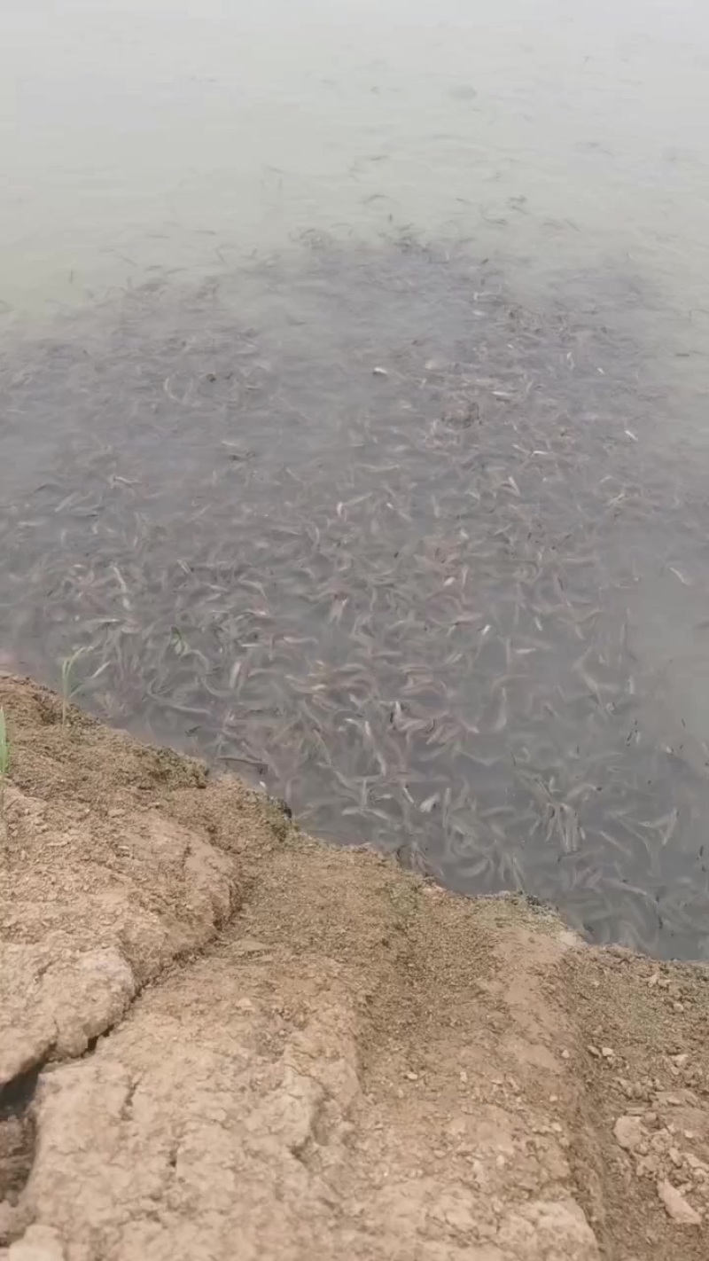 优质泥鳅水花，专业泥鳅高密度养殖，包教包会，欢迎下榻学习