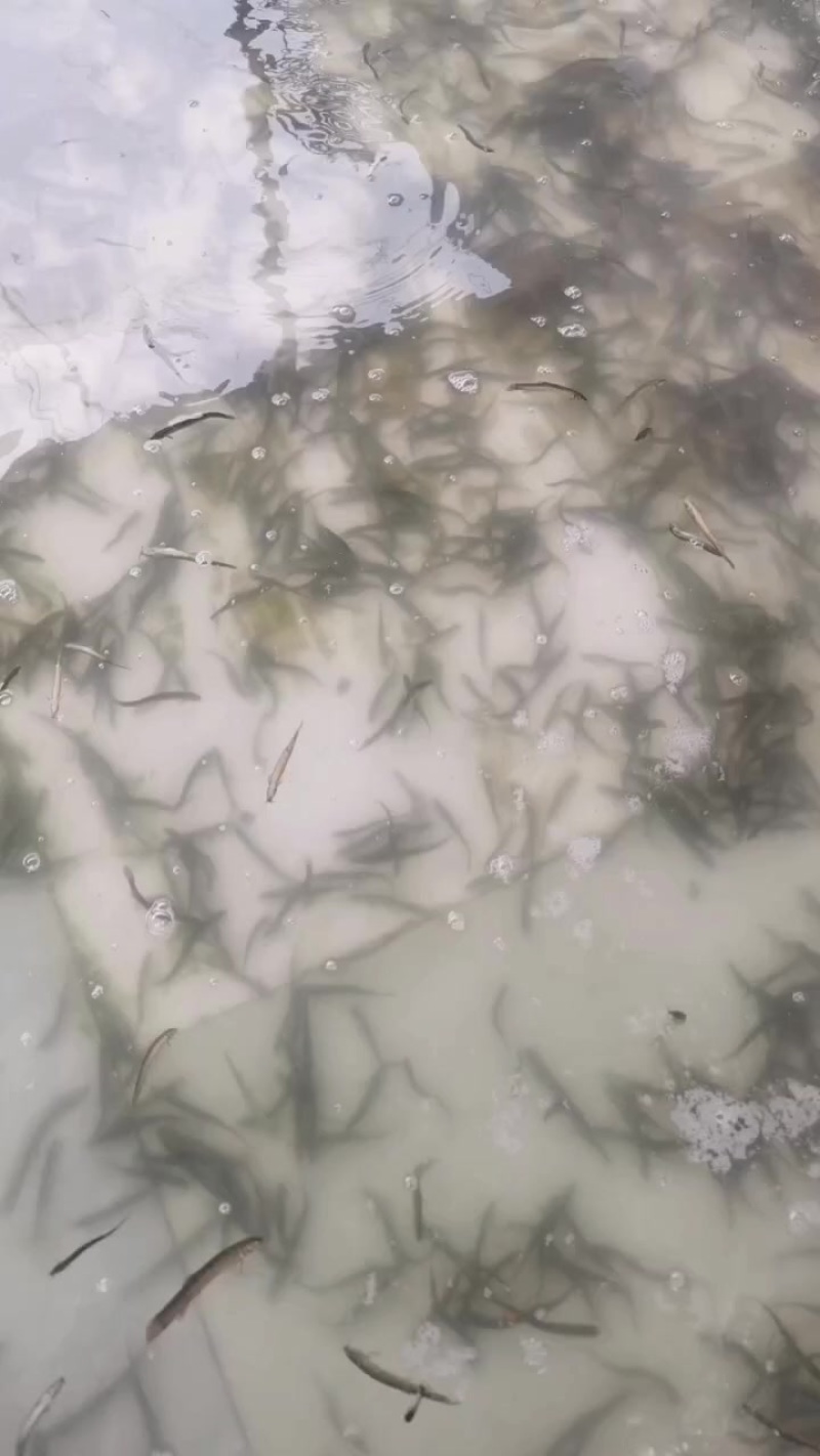 优质泥鳅水花，专业泥鳅高密度养殖，包教包会，欢迎下榻学习