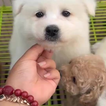 萨摩耶