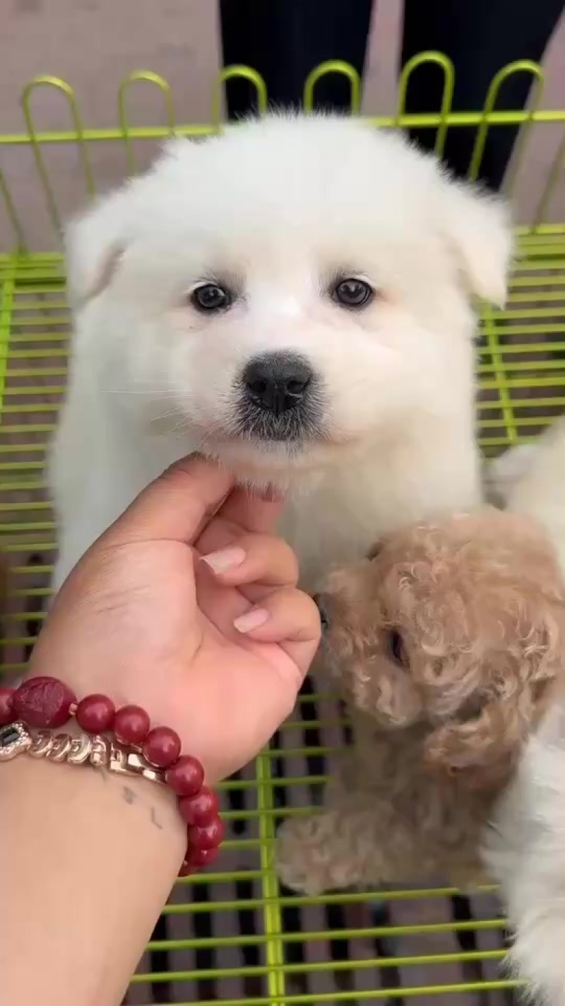 萨摩耶