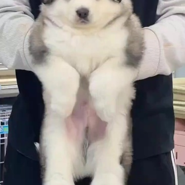 精品阿拉斯加