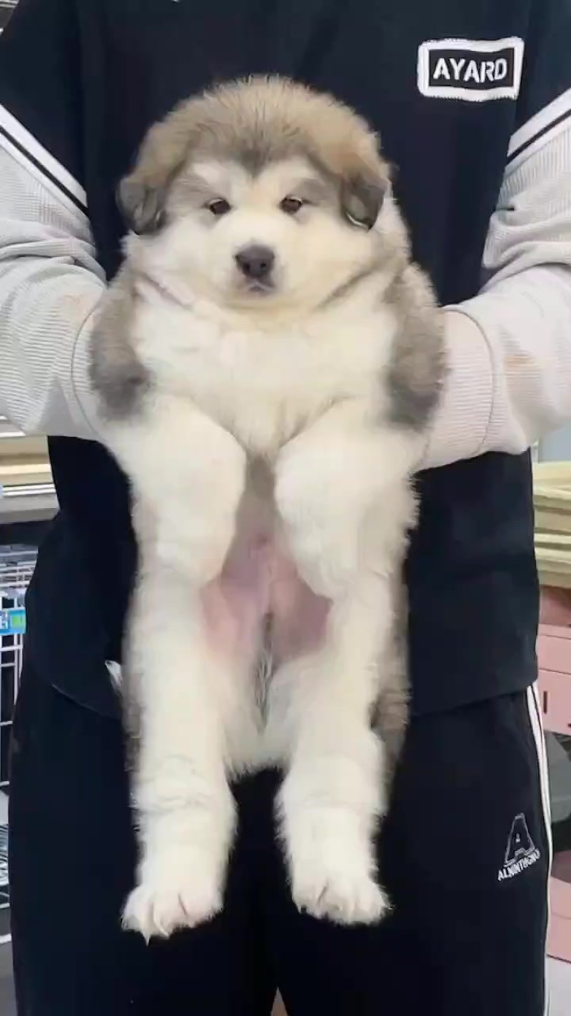 精品阿拉斯加