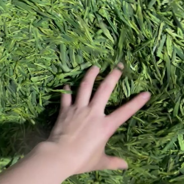 龙井