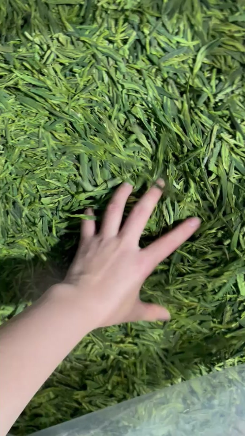 龙井