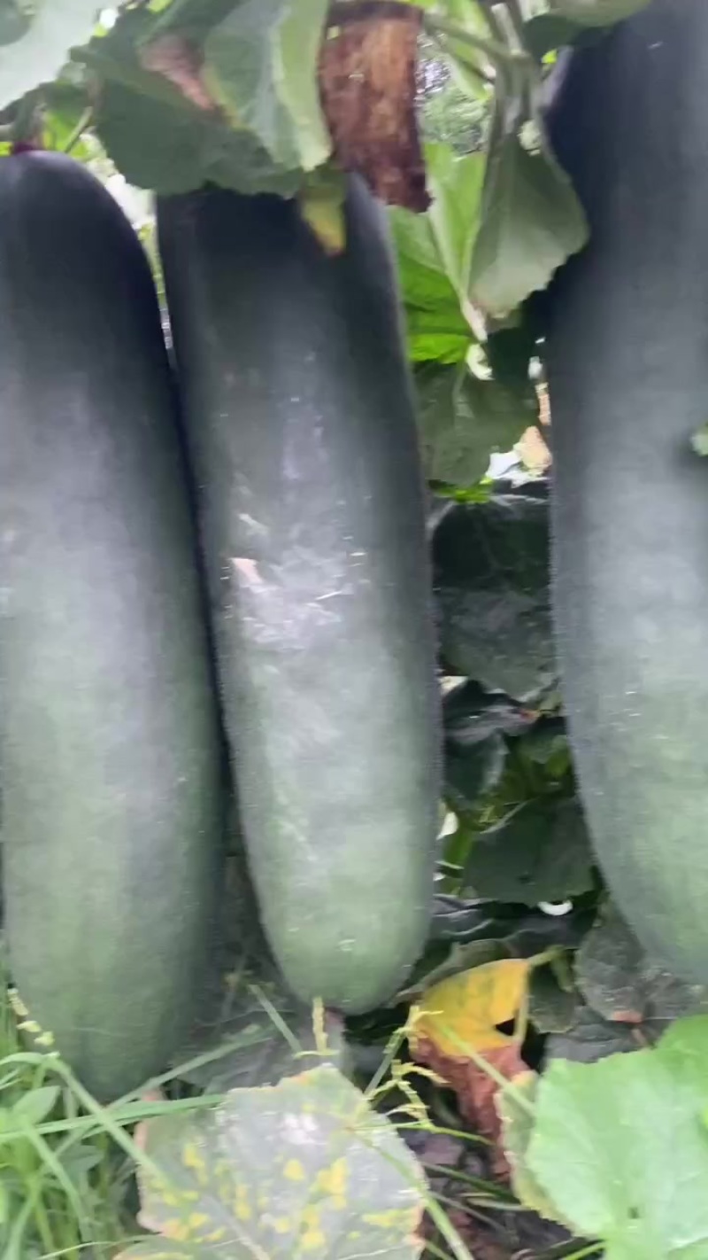 冬瓜上市有市场的联系我