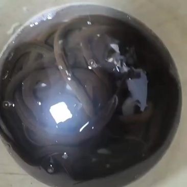 稻田黄鳝