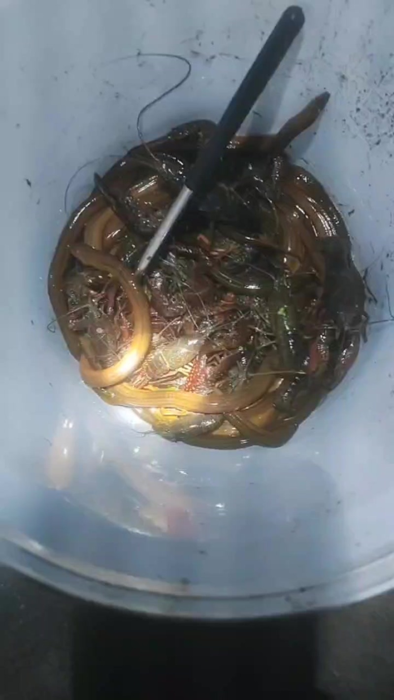 稻田黄鳝