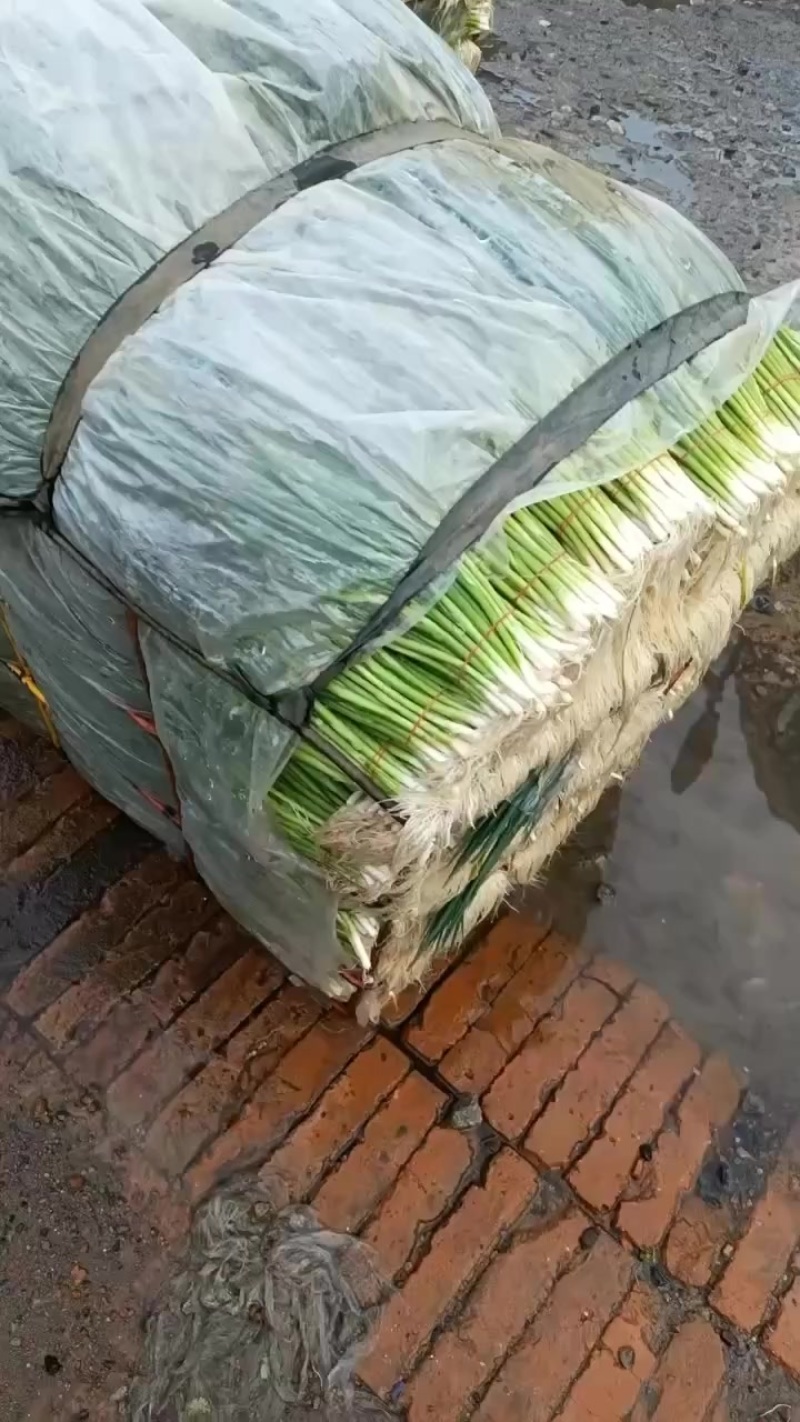 香葱