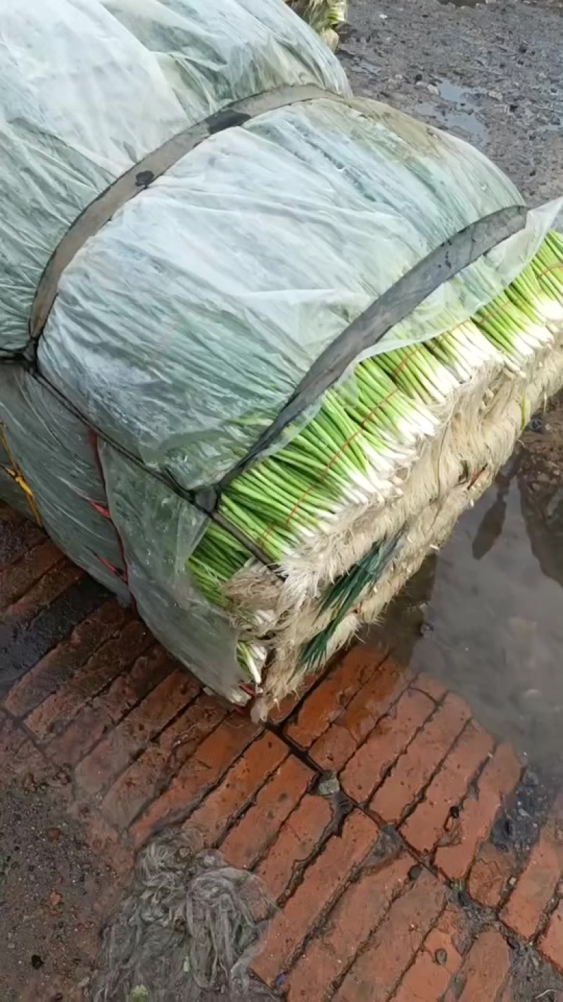 香葱