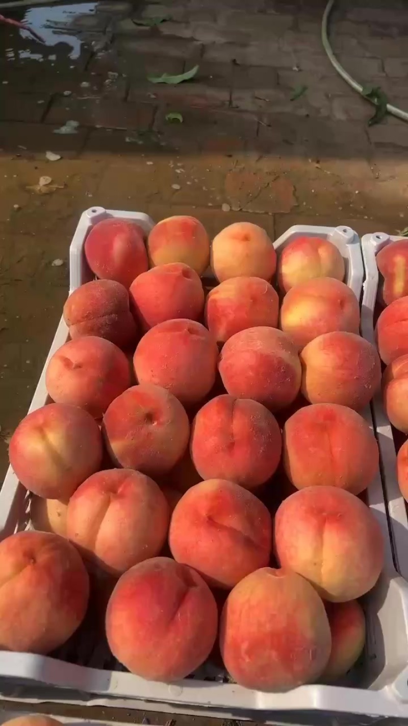精品突围桃产地直销保证质量全国代发