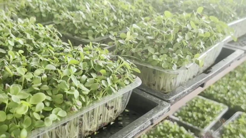 香椿芽