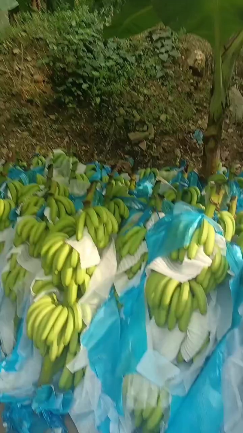 云南小米蕉，大量有货需要的老板联系***********
