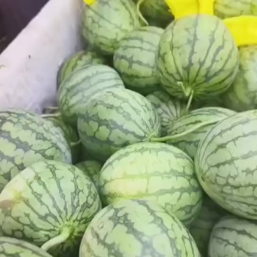 特小凤西瓜