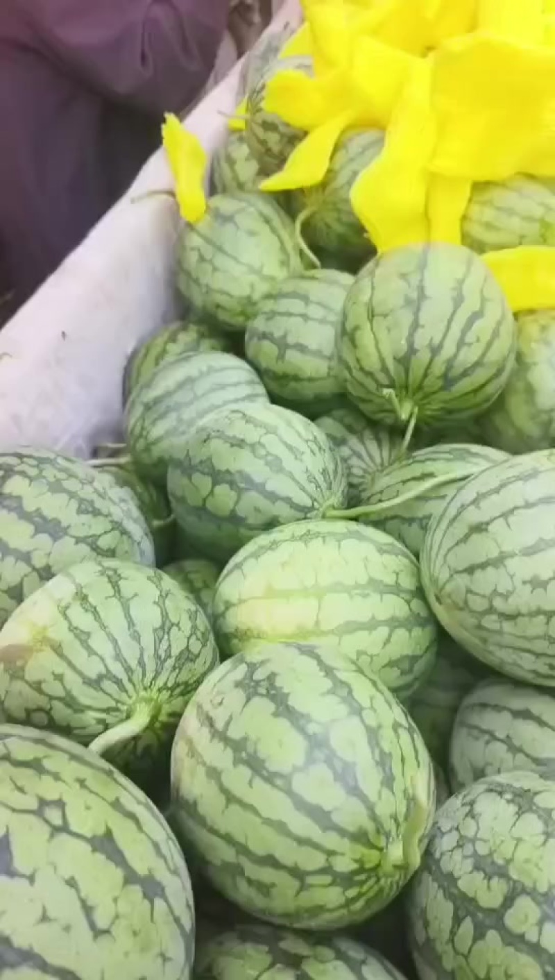 特小凤西瓜