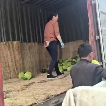 特小凤西瓜