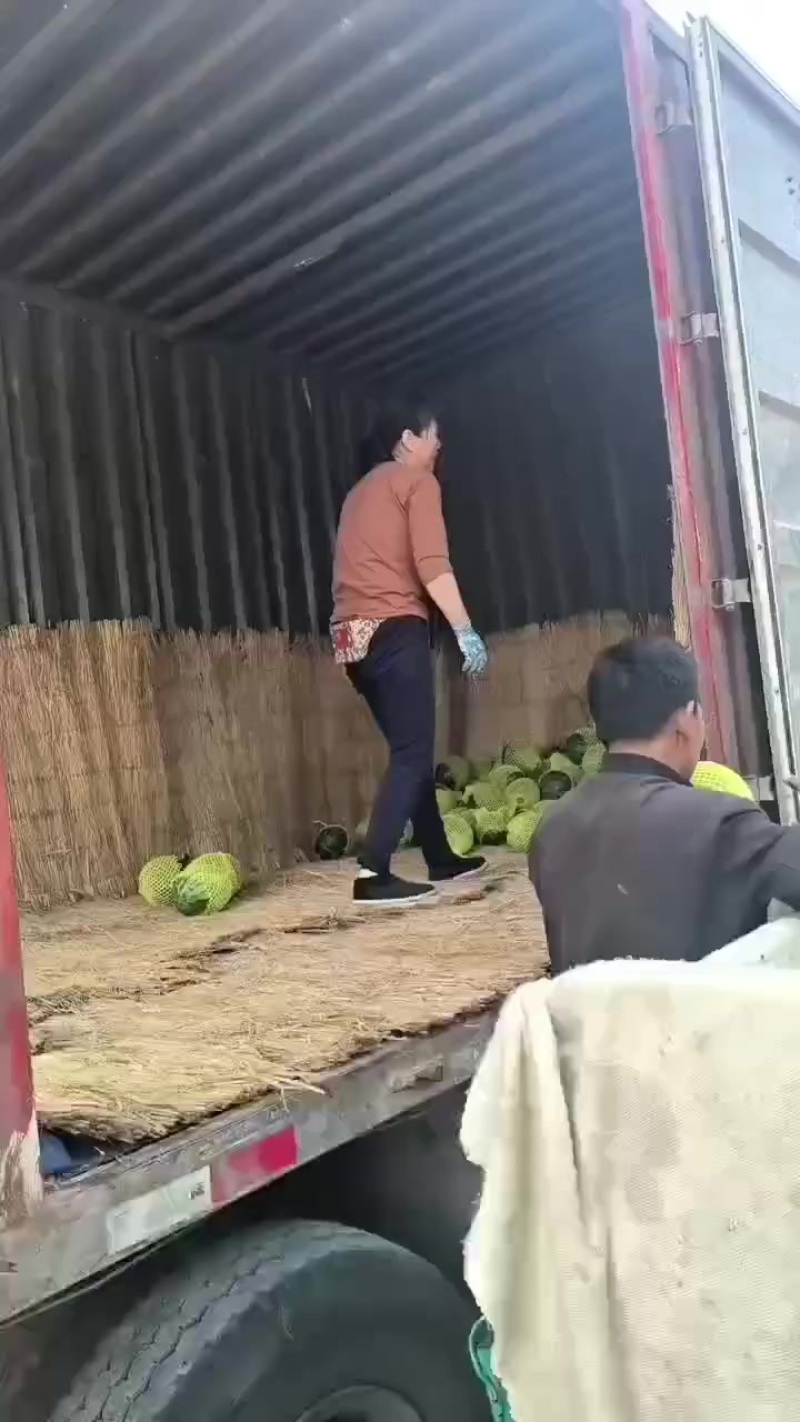 特小凤西瓜