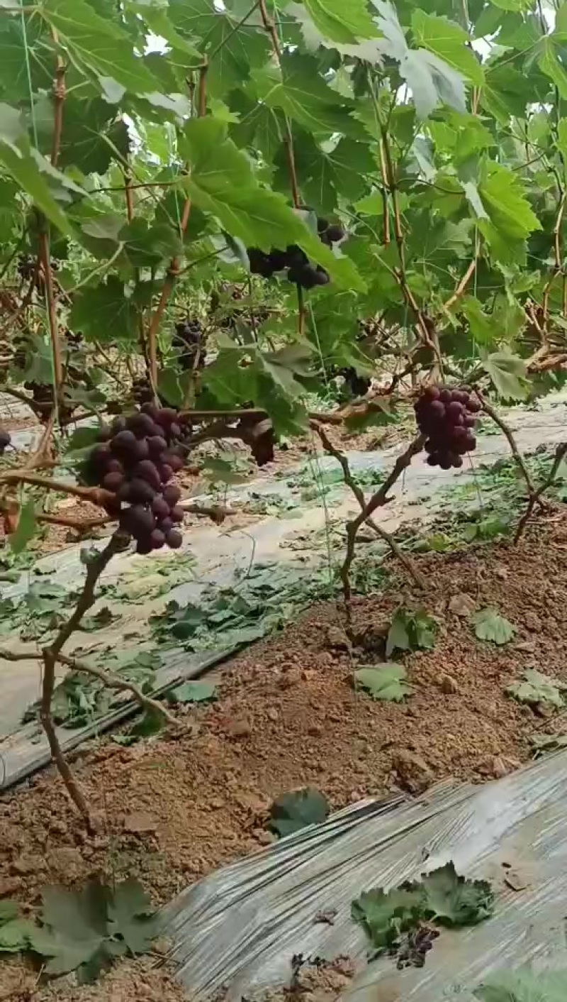 葡萄玫瑰香