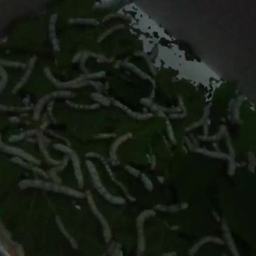 蚕虫