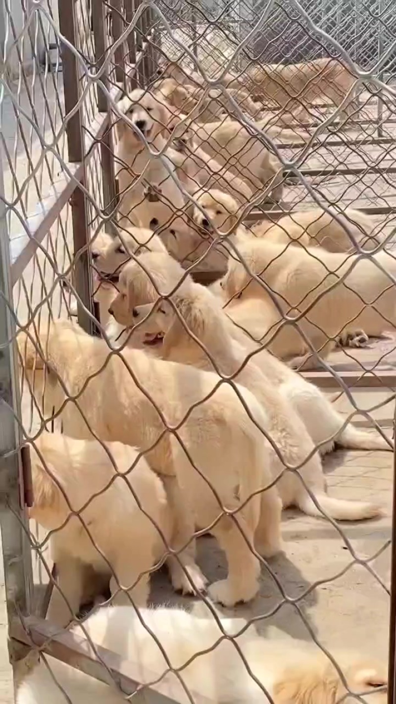 精品金毛