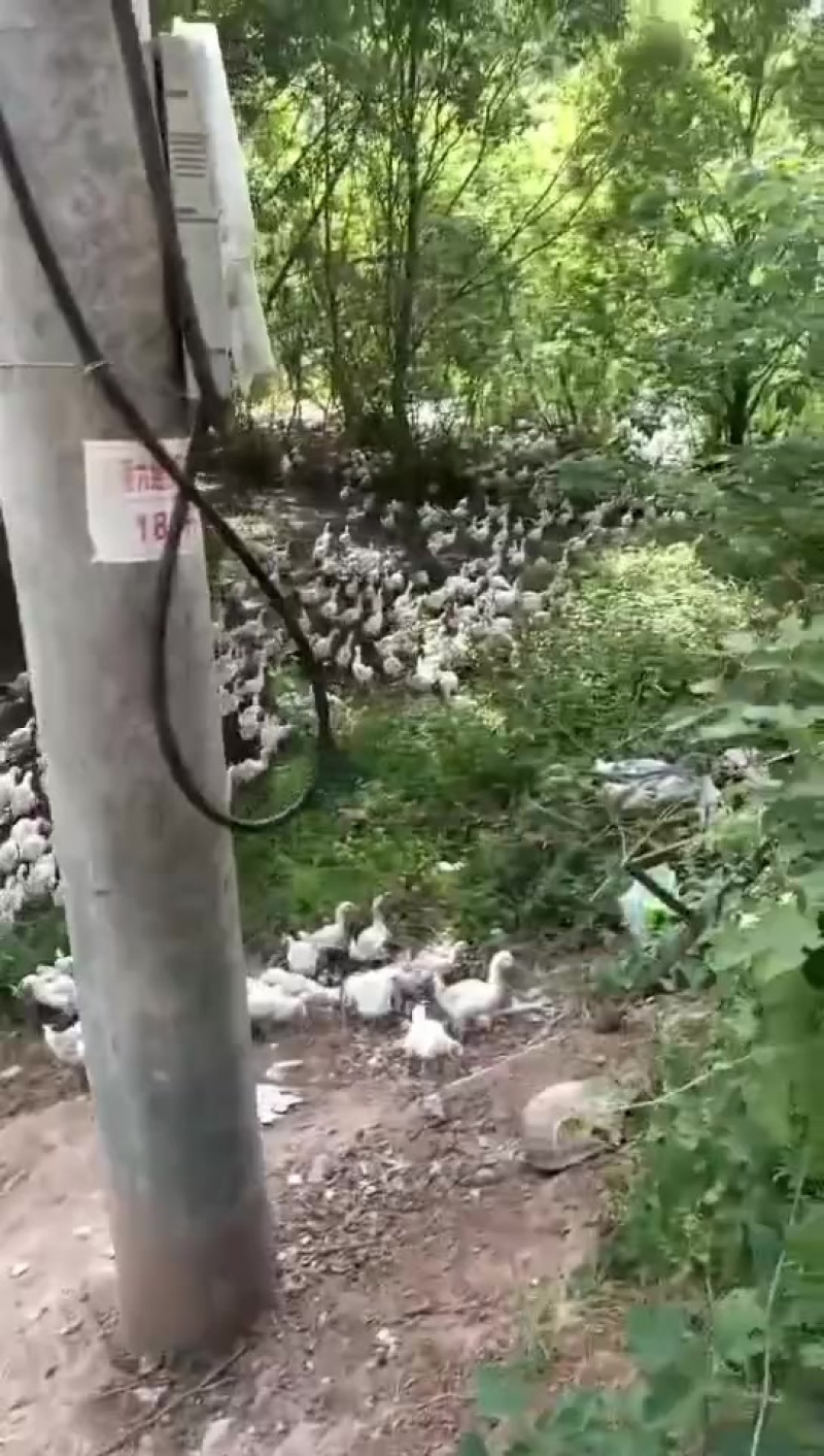 散养三花大白鹅