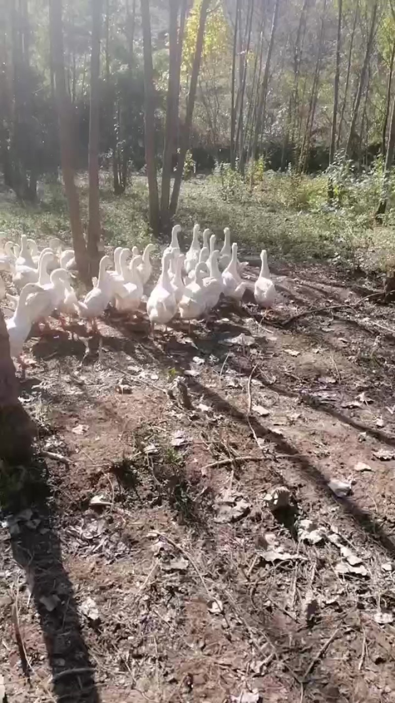 散养三花大白鹅