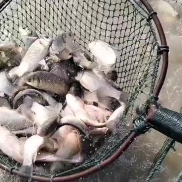 大量批发小鲫鱼，1到3两的，一天五六千斤，