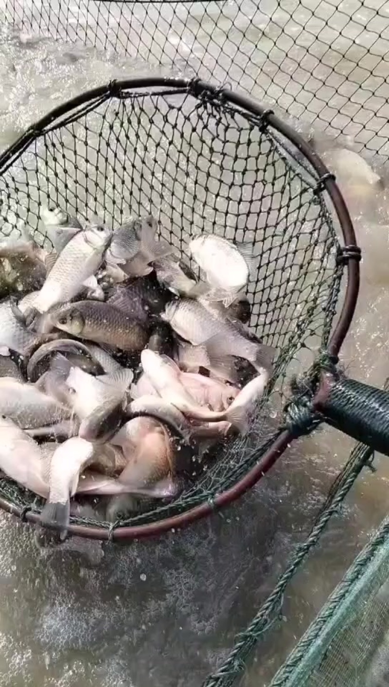大量批发小鲫鱼，1到3两的，一天五六千斤，