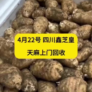 天麻