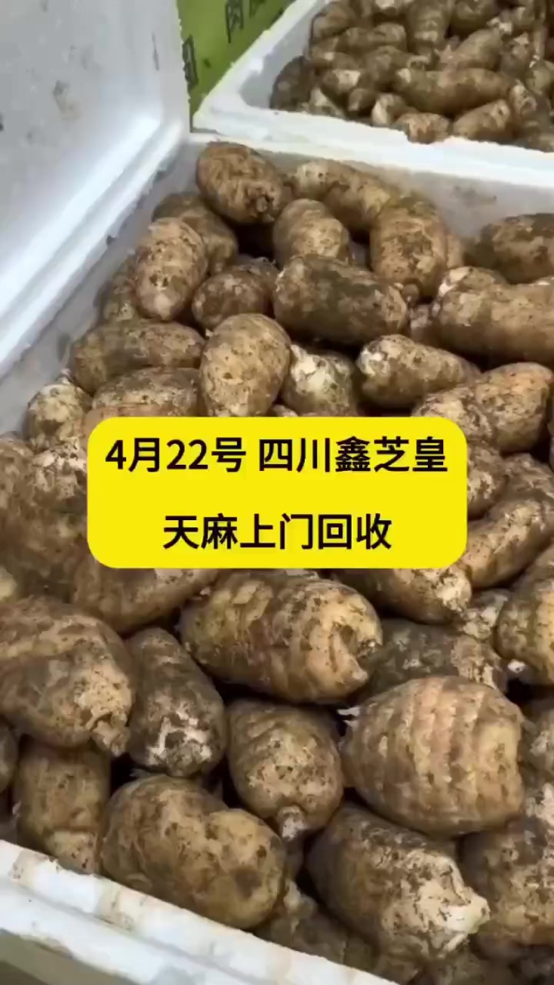 天麻