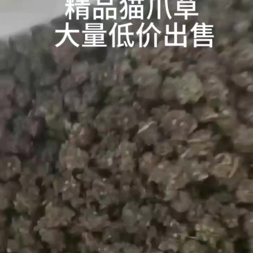 精品猫爪草水洗两遍干净无杂质足干一手货源产地直销
