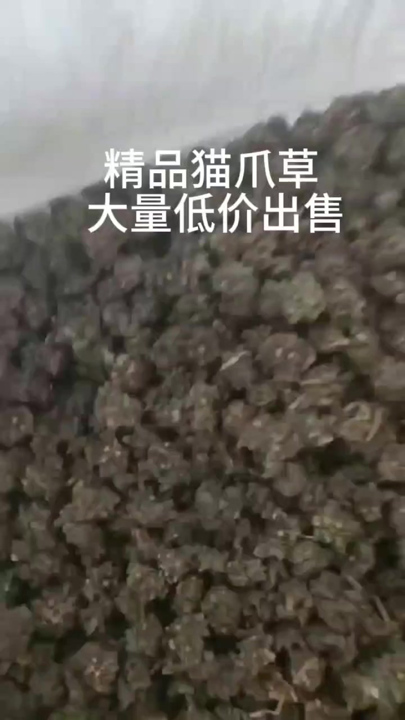 精品猫爪草水洗两遍干净无杂质足干一手货源产地直销