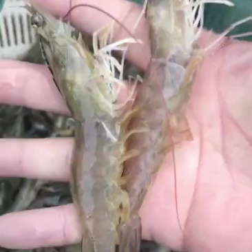 海水虾30头以内，鲜活百分百率，上车价格便宜