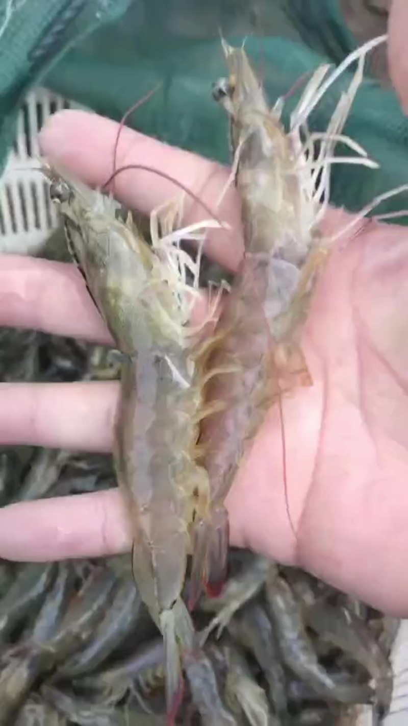 海水虾30头以内，鲜活百分百率，上车价格便宜