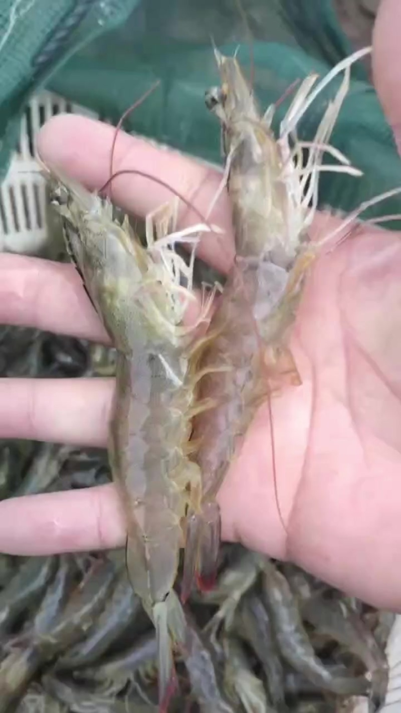 海水虾30头以内，鲜活百分百率，上车价格便宜