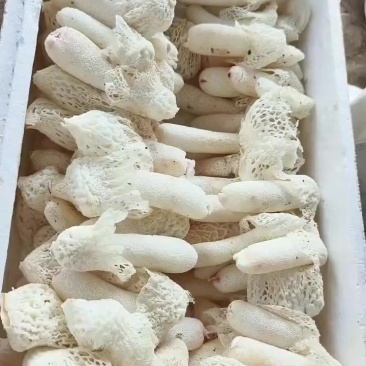 红拖竹荪