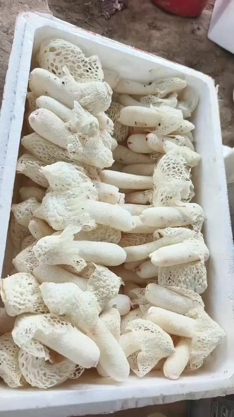 红拖竹荪