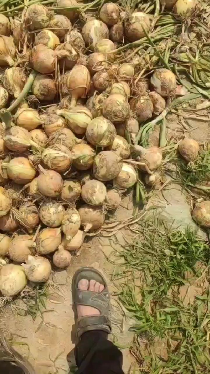 红叶3号洋葱，无臺**胞胎，规格可选